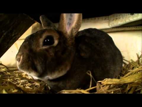 Het konijn algemeen