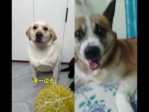 funnypuppy#doglover #shorvideodog