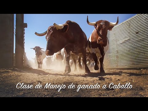 Clase de Manejo de Ganado a Caballo Ganadería CantoBlanco 2020