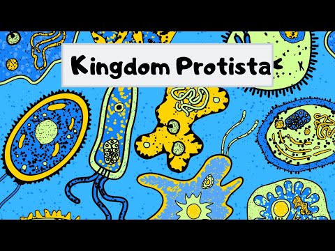 Kingdom of  Protista