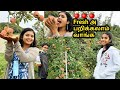 🍎apple picking in usa i farm fresh tasty apples i ஆப்பிள் பழம் பறிக்கலாம் i elakkiya venkat