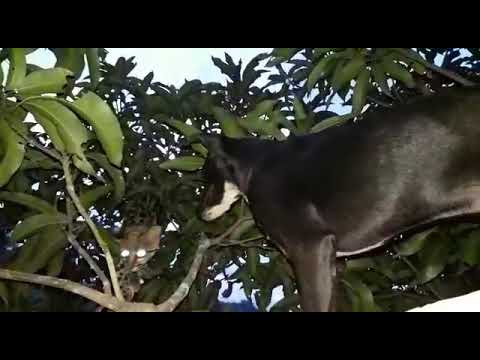 Increible tigre y can en los árboles