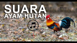 Download lagu Animal Sounds Rooster Crowing mp3