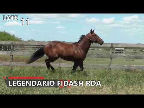 11   LEGENDARIO FIDASH RDA   GRAN REMATE 2018   RINCON DEL AGUARA   LOS MONTEROS
