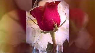 Quien Eres Tú;.  grupo laberinto.