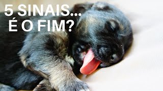 Eutansia_ o ltimo dia da Manu.mp4