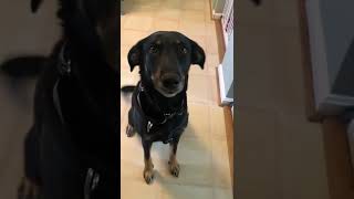 Video preview image #1 Doberman Pinscher-German Shepherd Dog Mix Puppy For Sale in Stafford, VA, USA