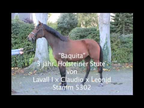 Zu verkaufen/ For sale 3 jähr. Holsteiner Stute v.Lavall I x Claudio x Leonid