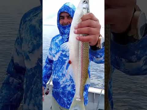 Matungos de hoy 8/11/2025 en lago del Monte Guamini guia @juanmanuel.bermejo tel +54 9 2923 57-1118.