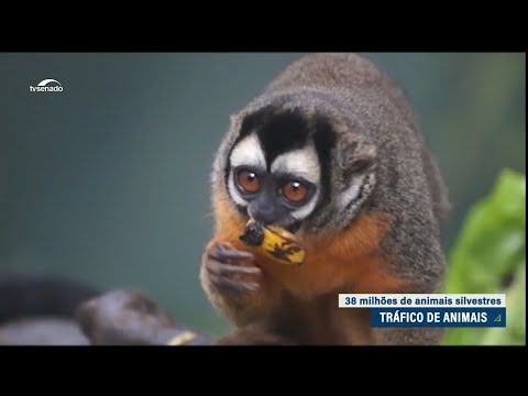 CMA aprova projeto que aumenta pena por crimes contra fauna silvestre