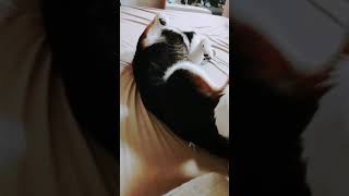 動じない柴犬