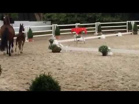 "Freeman" Hengstfohlen von Finest x Diamond Hit