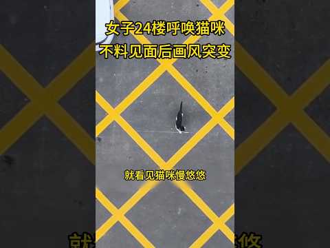 女子在24楼窗边呼唤猫咪，小猫赶来后结局出乎意料