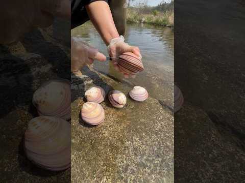 #pearl #fishing #satisfying #beach #seafood #fish #food #relax #cooking #animals