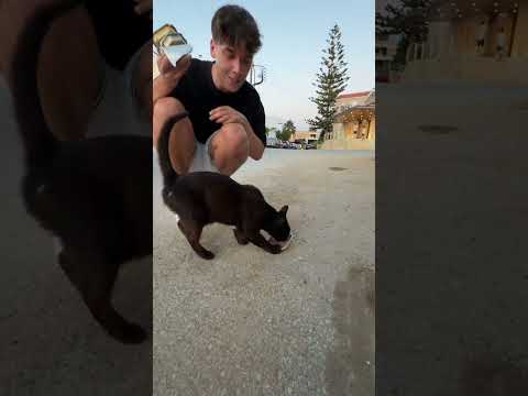 Karmimy bezdomne kotki w Grecji 🐈✨