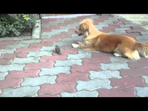 My dog and her new friend, a baby sparrow