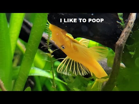 ブルーアイドレモンプレコの基本情報