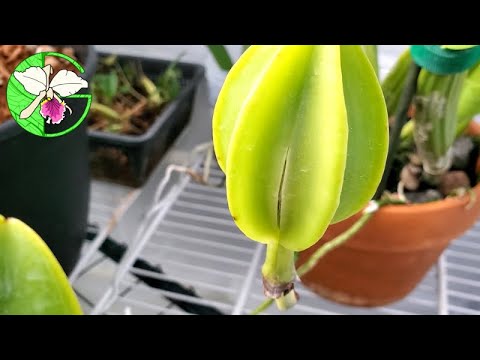 Orchid collection update • 22 May 2021