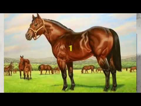 El Peón Enamorao Karaoke Jorge Guerrero