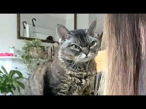 I took home 'aggressive' shelter cat. Here's what happened.