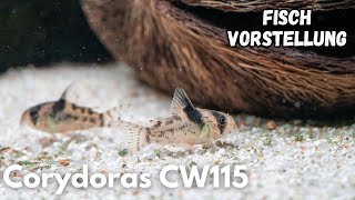 (Corydoras) Hoplisoma sp. CW115 | Liquid Nature Fisch Vorstellung