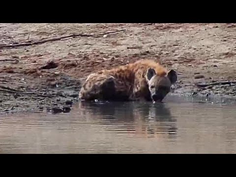 Djuma: Hyena (known as Heart) - 11:30 - 07/25/20