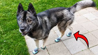 Download lagu These Breathable Dog Shoes Are GREAT For Summer Hikes! mp3