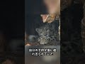 「ユキヒョウ」 #動物