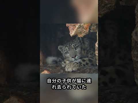 「ユキヒョウ」  #動物