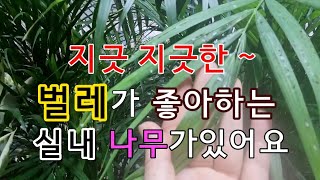 지긋 지긋한 벌레가 좋아하는 나무가  따로 있어요