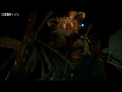 Last Chance to See - Cute Or Ugly Aye-Aye? - BBC