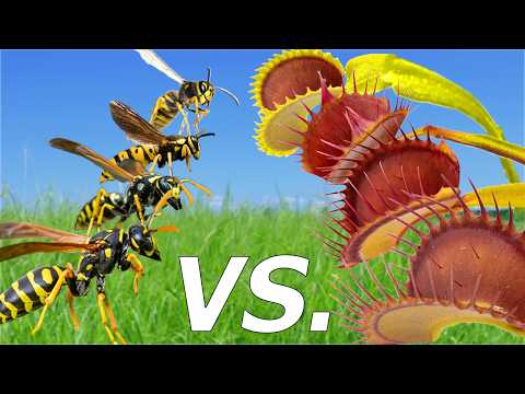4 Wasps vs 4 Flytraps