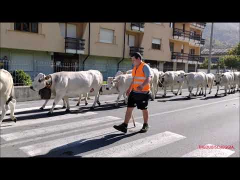 LA PIU' GRANDE TRANSUMANZA DELLA VALLE VERMENAGNA PASSA A ROBILANTE (CN) LUN. 9 - 10 - 2023.