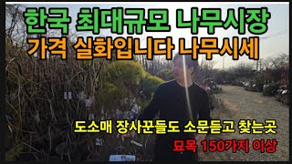 한국 최대규모 나무시장 장사하는 도소매 인들도 소문듣고 찾아가는 국내 최저가격 나무시장!  #남사나무시장 #…