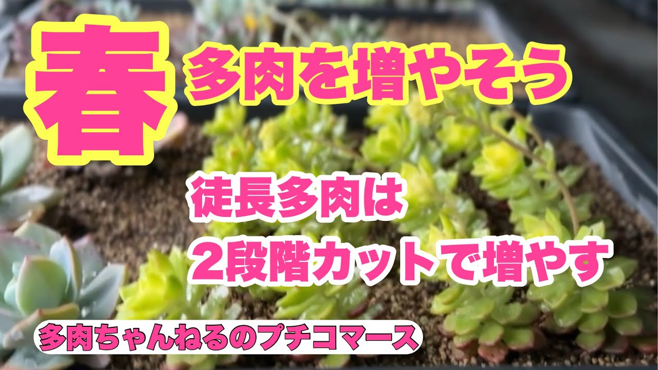 【多肉植物】春だ🌸多肉を増やそうシリーズ❣️徒長多肉は2段階カットで沢山増やす❣️2026年4月1日