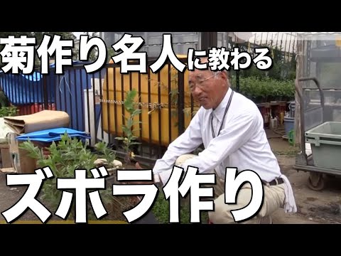 菊の世話をする方法