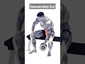 Concentration Curl Shorts Short