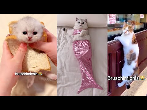 BRUSCHIMICHIS 😹 | 1 Hora De Risa | Los Momentos Más Chistosos de Gatos Captados en Cámara