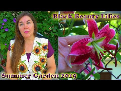 download lagu mp3 mp4 Lily Black Beauty, download lagu Lily Black Beauty gratis, unduh video klip Lily Black Beauty