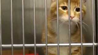 Corona: Animal shelter awaits a new home Corona: Animal shelter awaits a new home