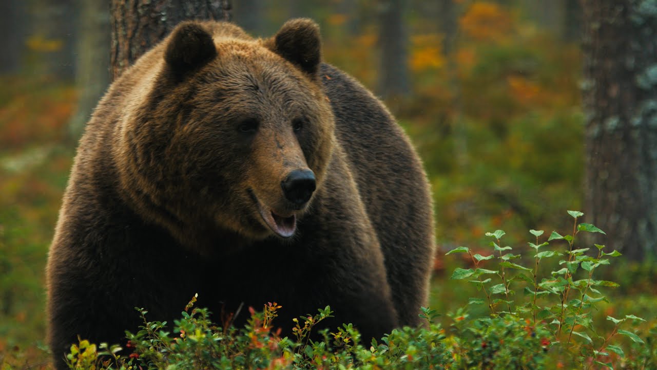 Ukonvaaja - Trailer #1