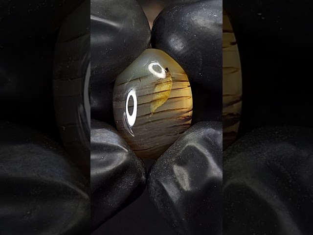 حجر عقيق مزهر طبيعي