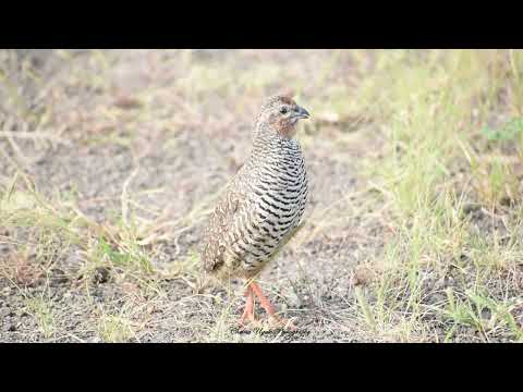Call of Rock Bush-Quail I Indian bird Call I Dr. Chetna Ugale