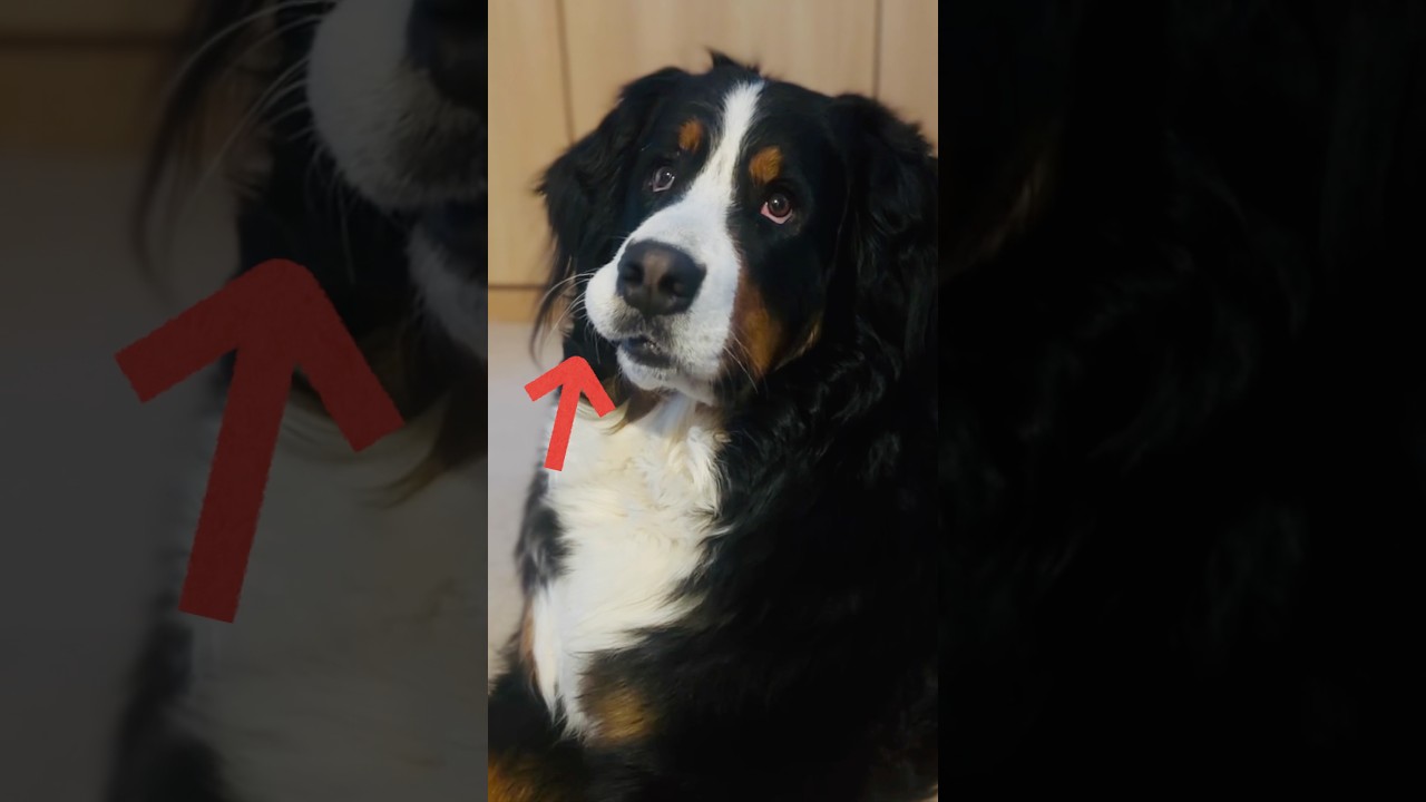 足を組みながらマズルが膨らますバーニーズ🐾