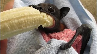 Download lagu Funny and Cute  Bats 🦇🦇🦇 2022 / Cute Animals mp3