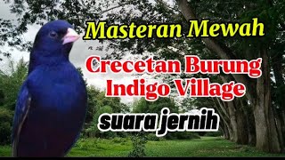 Download lagu Masteran burung indigo gacor, african village indigo bird mp3