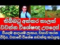 තිබ්බටු වගාව අක්කර කාලක් කරලා බලමු Thibbat