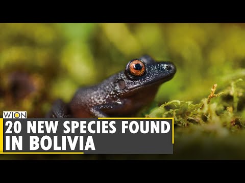 New and rediscovered species found in pristine Andes of Bolivia