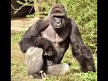 Harambe Gorilla Getting Shot Full Video