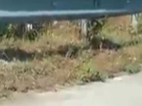 Mãe Rato Salva filhote da boca da Serpente